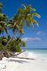 Maldives: Coconut palms, Hulhumeedhoo Island, Addu Atoll (Seenu Atoll)