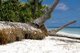 Maldives: Beach erosion and coconut palms, Hulhumeedhoo Island, Addu Atoll (Seenu Atoll)