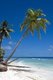 Maldives: Coconut palm, Hulhumeedhoo Island, Addu Atoll (Seenu Atoll)